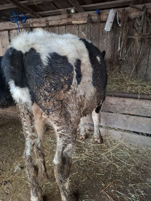 Vand viyel de 6 7 luni