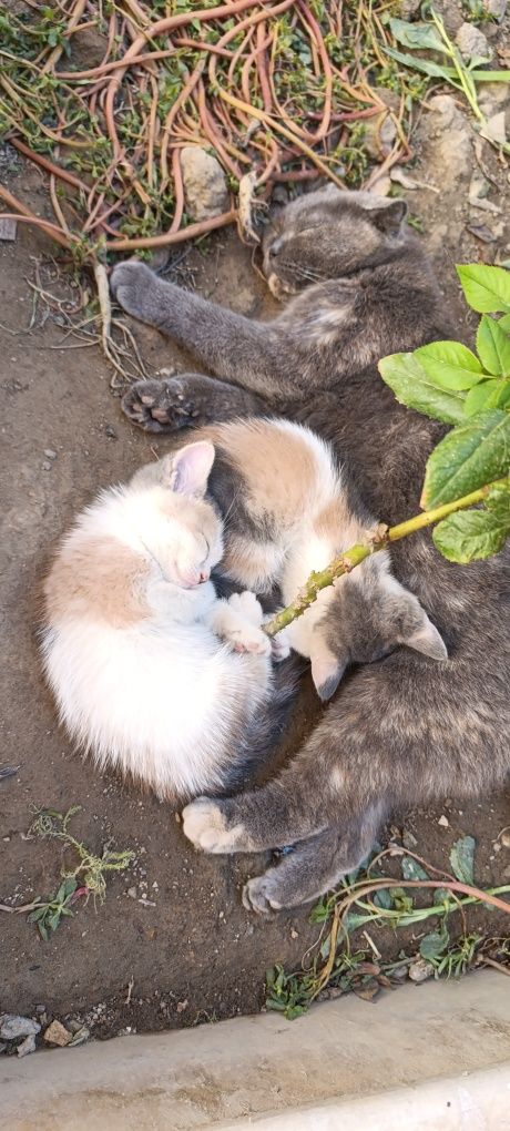 Mushukchalar/ котята