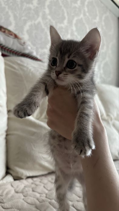 Серый котенок девочка