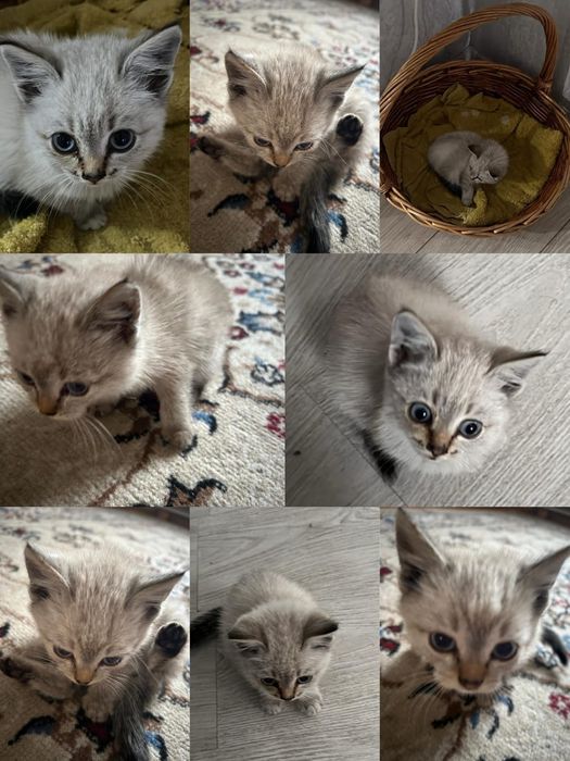 Отдам котят девочек в хорошие руки