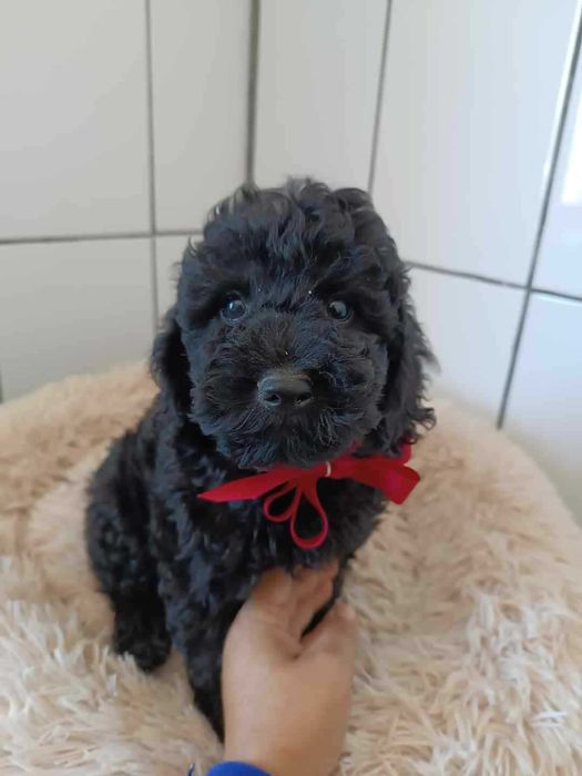 Pudel /Caniș caută căsuța iubitoare