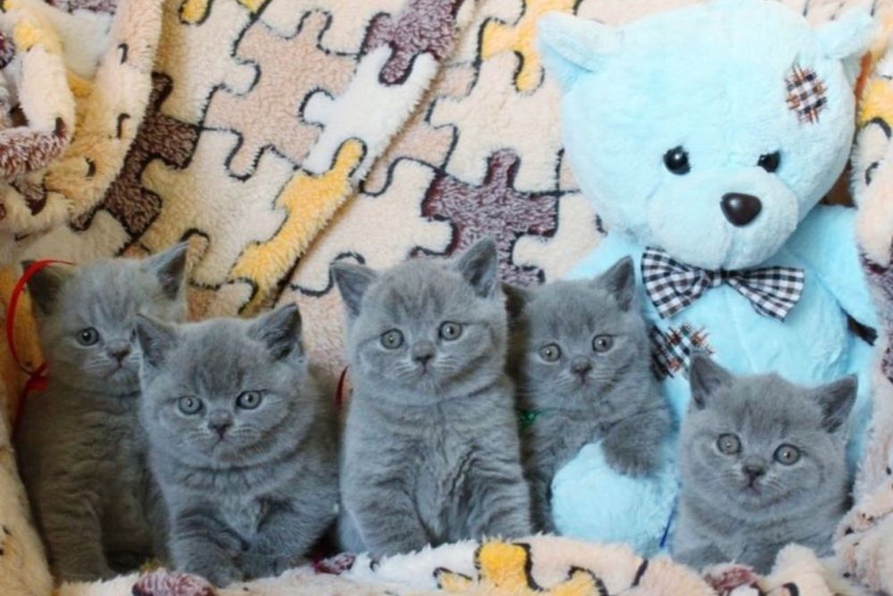 Британские котята