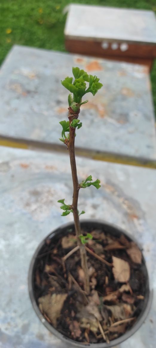 Ginko biloba puieti 2 ani giveci