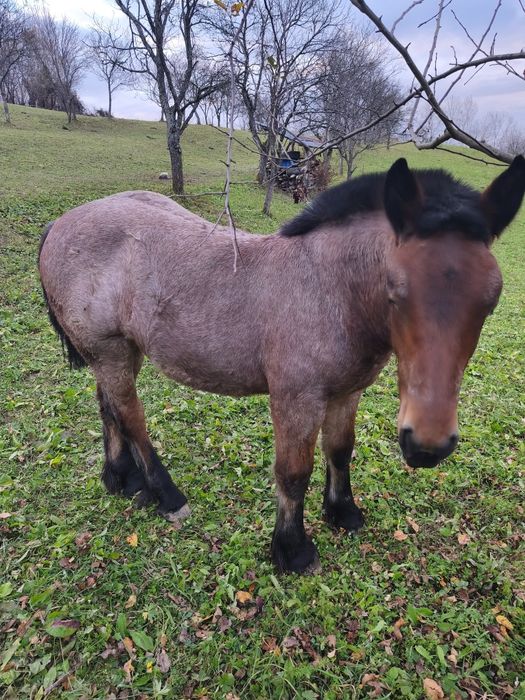 Vând mânză frumoasa