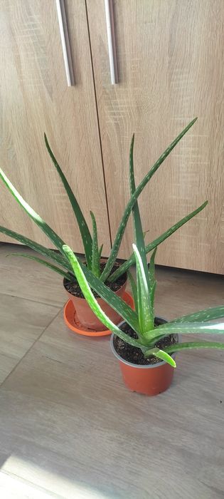 Алое Вера Лечебно и Шафлера