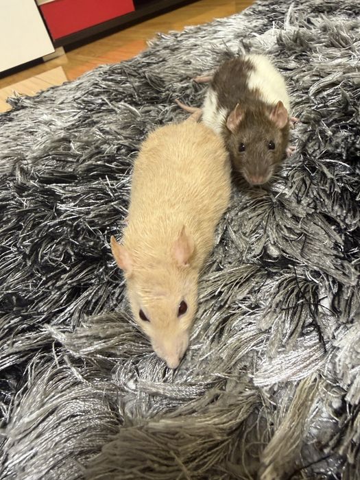 Sobolani de companie