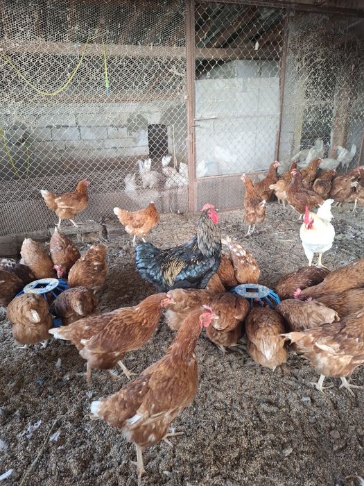Продавам кокошки ломан Браун и бял лекхорн