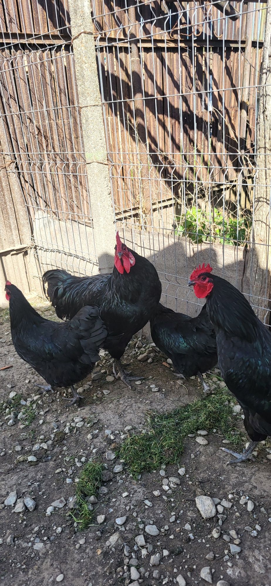 Vând oua australorp