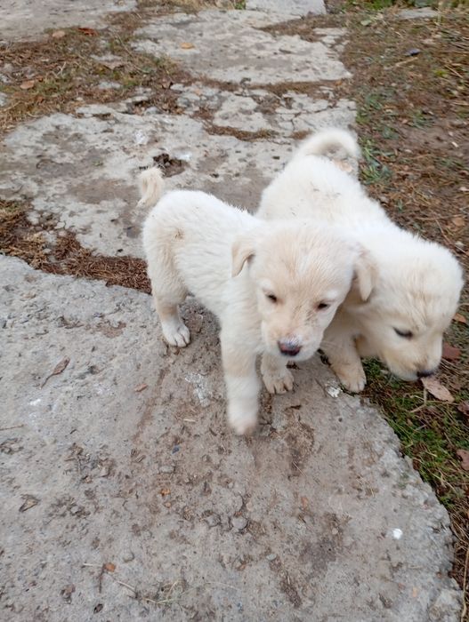 Продаются породистые щенки