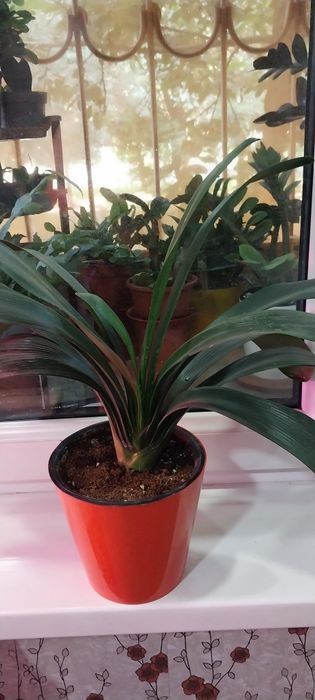 Продам цветок кливию.