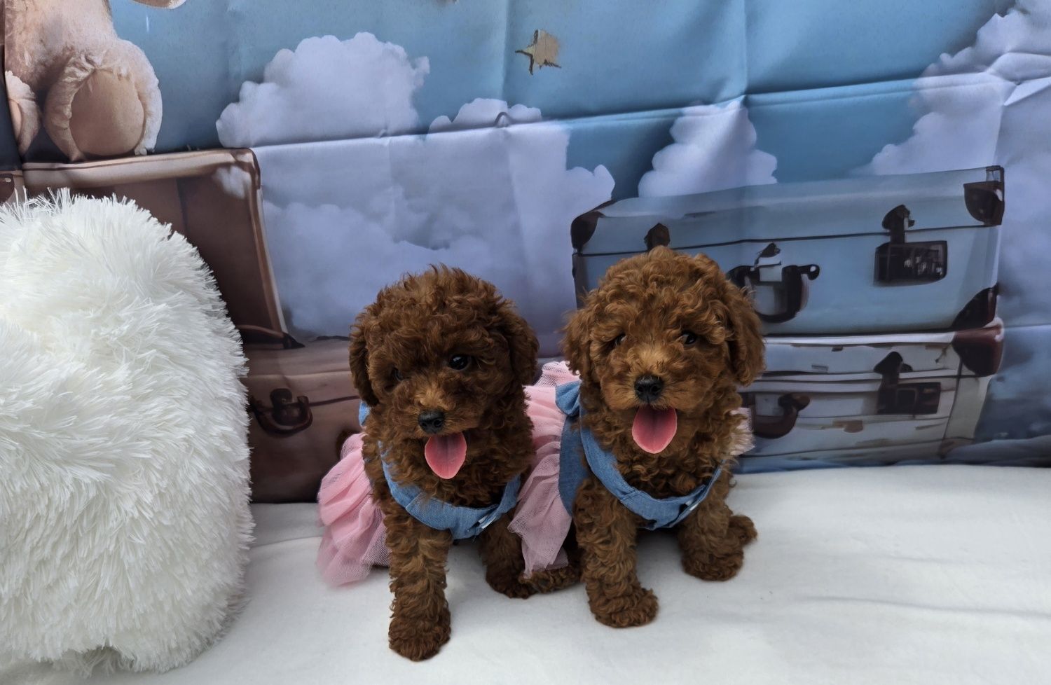 Пудел той Poodle toy с родословие