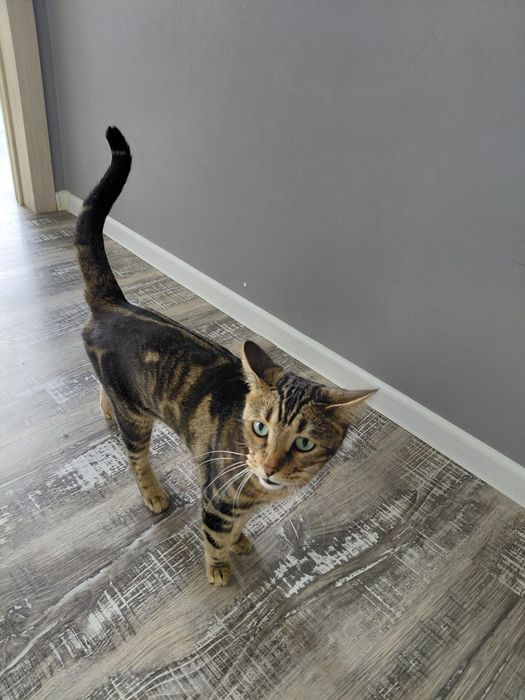 Отдам кошку Бенгалка