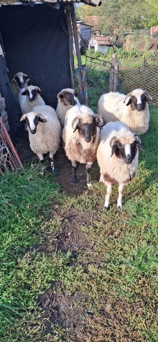 Vand miele breze si turcane,pt detalii sunati la nr din anunt!