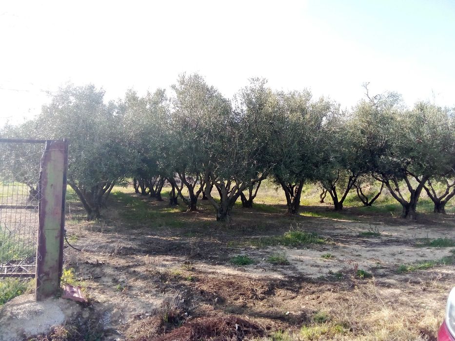 Парцел 790; кв.м. в с. Офринио, Панорама море-115000 евро.