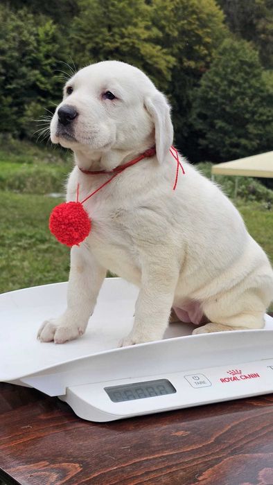 Ciobanesc de Asia Centrala femela