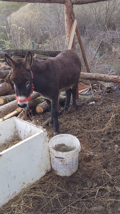 Vând sau schimb măgar