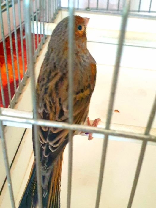 canari tineret,masculi,femele ,hibrizi