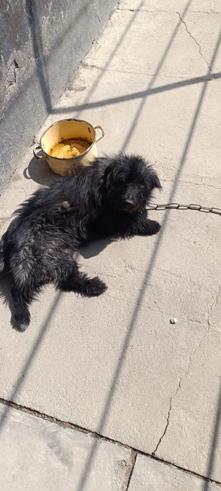 Отдадим собачку в добрые руки мальчик