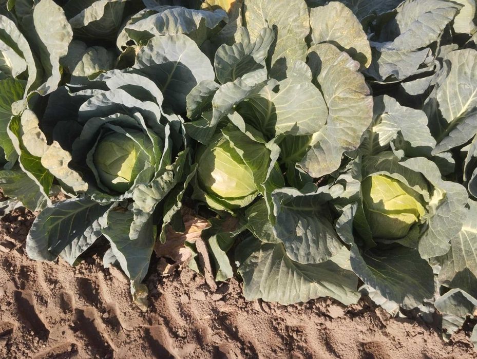 Продавам Българско Зеле Ергенско