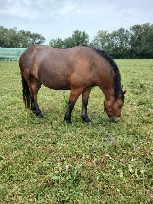 Vand manza în vârstă de 3 ani
