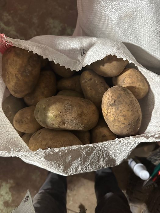 Картофель сорт  Гала