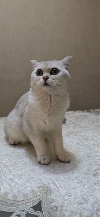 Mushuk, Zoti Fold