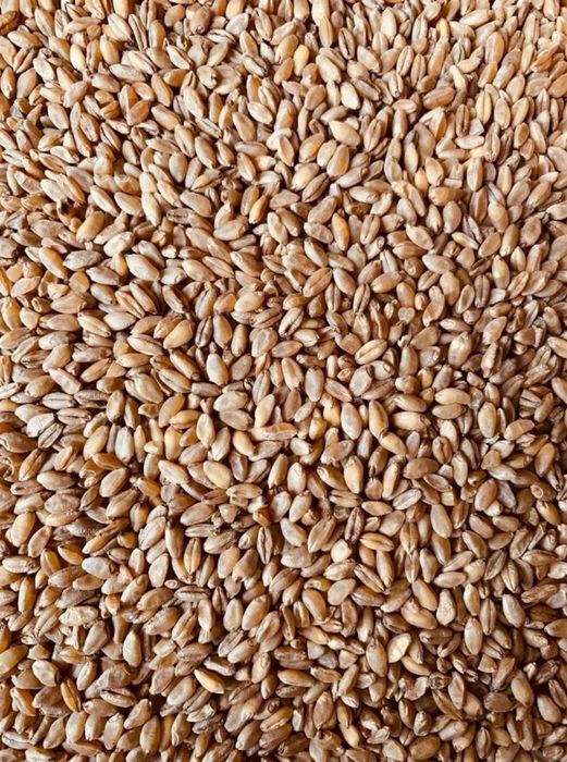 Vând grau producție 2025