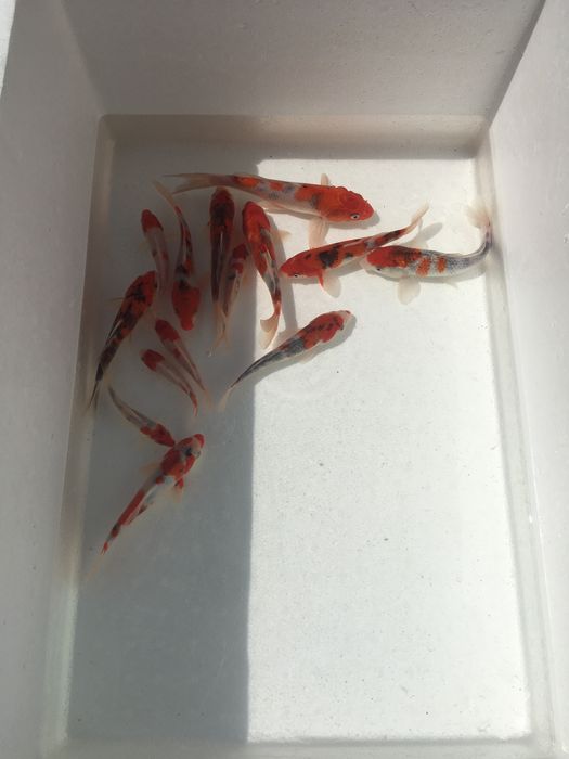 Рыбки для пруда ховуз учун баликлар коя кои