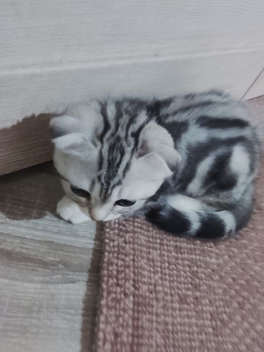 Мушук боласи шиншила зотли