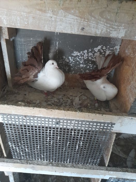 Porumbei făuri..