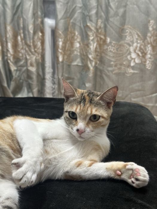 Отдам кошку в хорошие руки