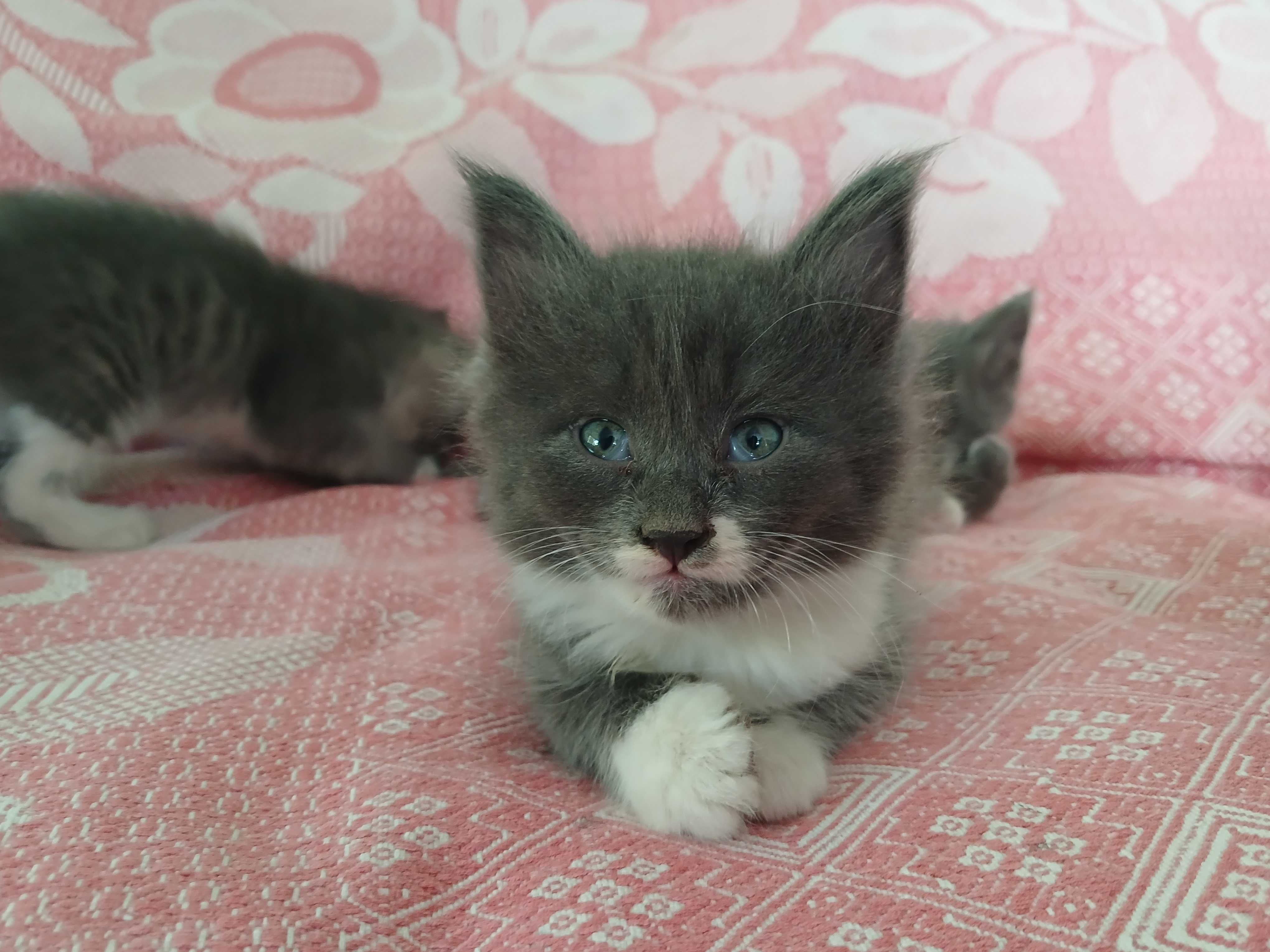 Котята ищут заботливых хозяев