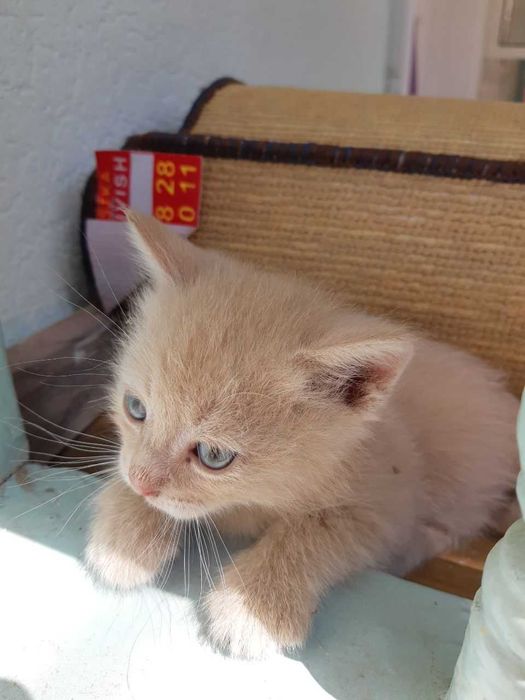 Активные, игривые котята