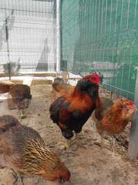 Oua incubat gaini rasa Araucana Gold, gat auriu