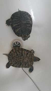 Красноухие водные черепахи