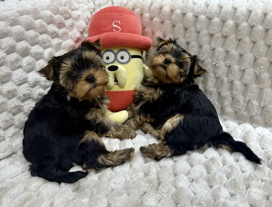 Предлогаются к продаже породистые малыши йоркширский терьер