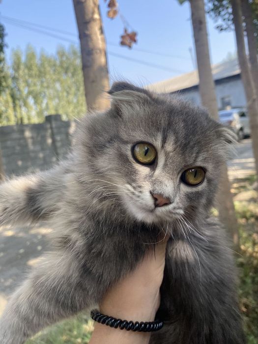 Sibiryanskiy 6 oylik o'gil