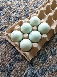 Зелёные яйца америукано,