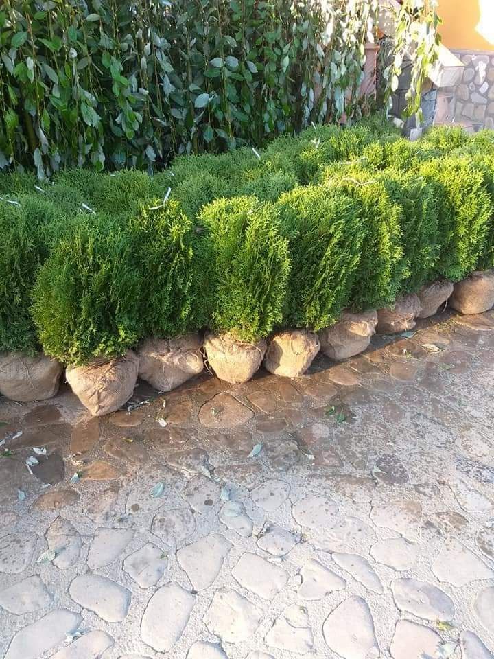 Vand plante globulare si orice alte specii
- tuia glob
- buxus glob
-