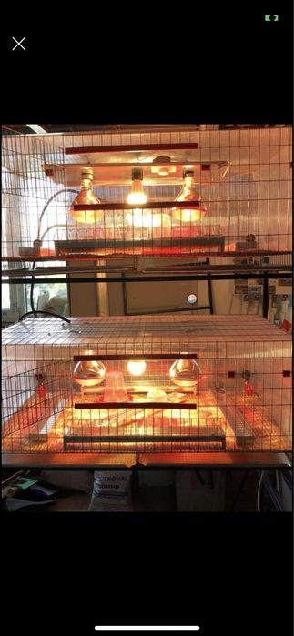 ***Maternitate pui de prepelita,găina,Gașca,fazani,rate,bibilici,etc