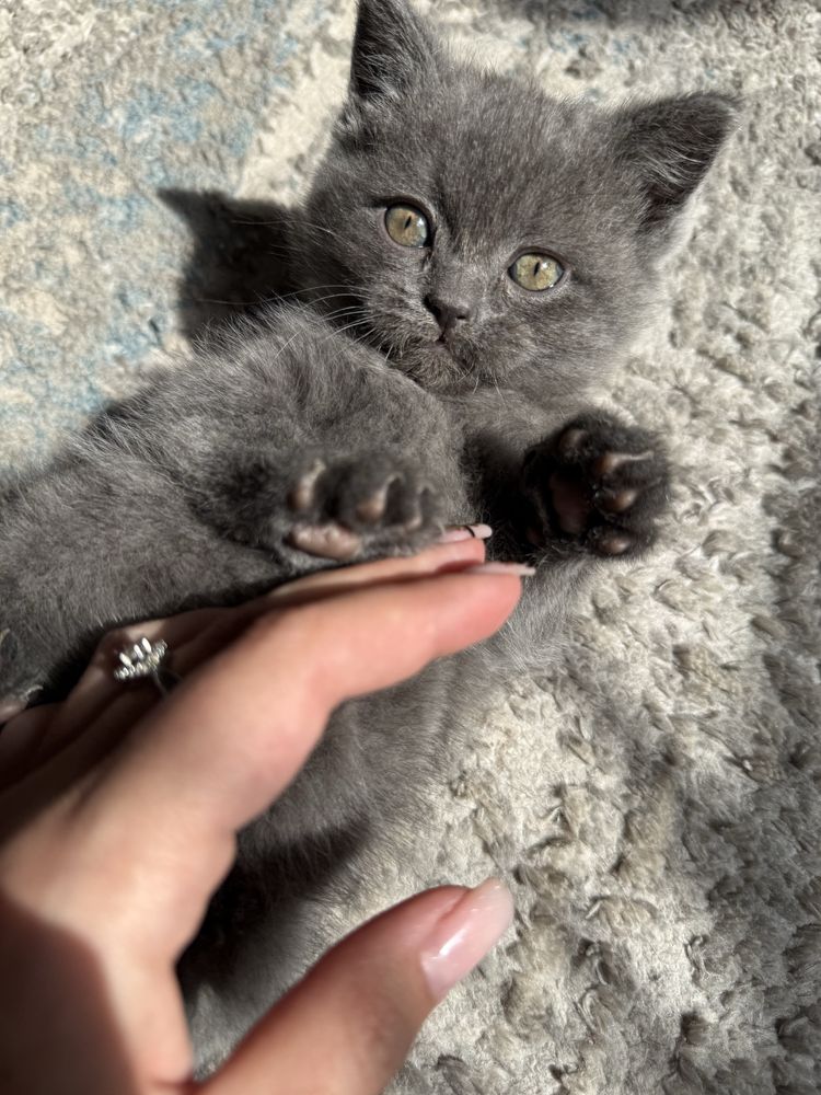 Британские котята