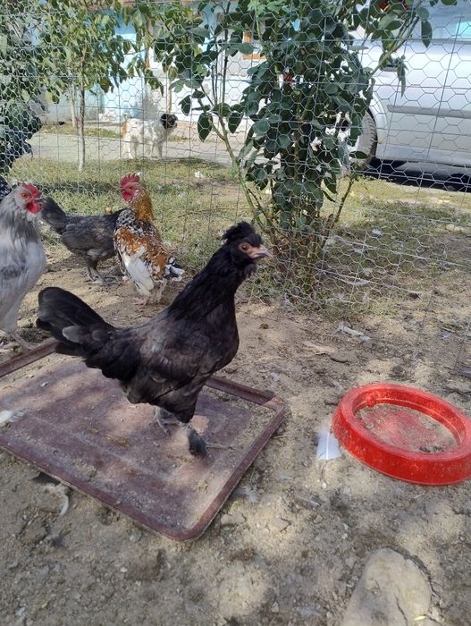 Găini pitice tinere