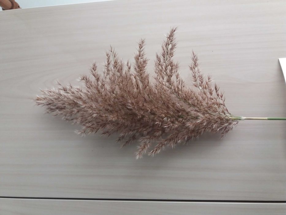 Pampas uscat  natur