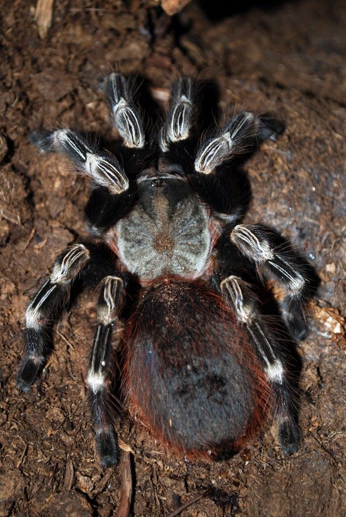 Nhandu chromatus