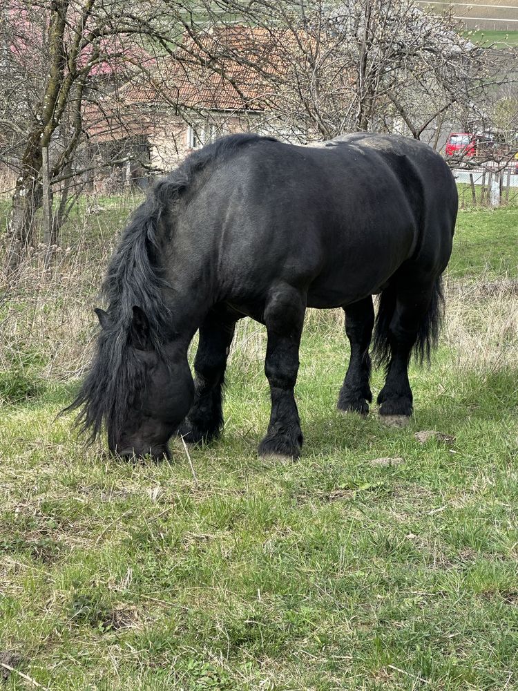 Armăsar de monta