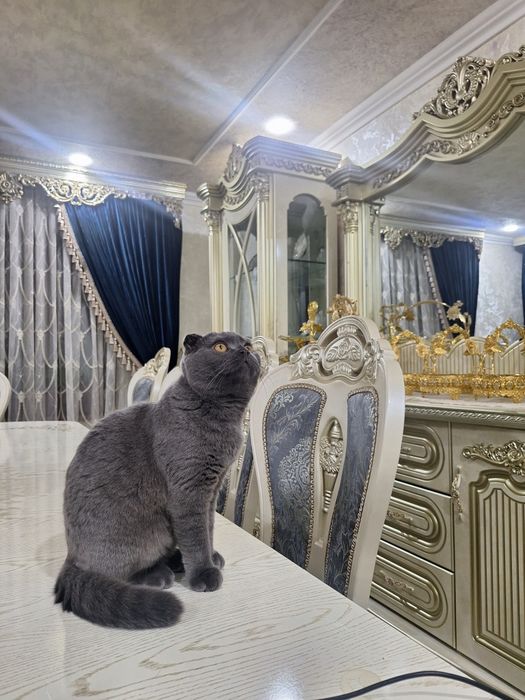 Скоттиш фолд, огил бола