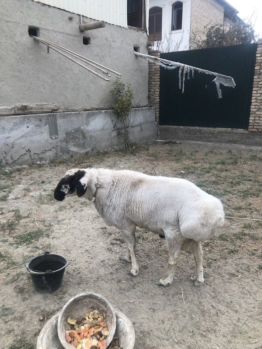 оппок катта кучкор сотилади