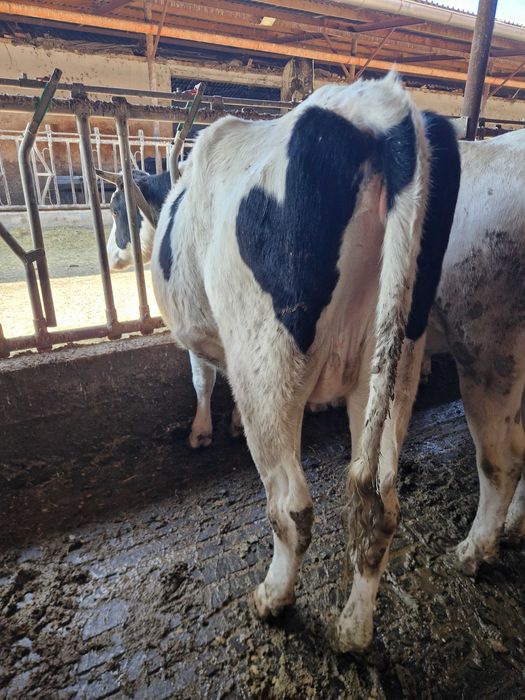 Vindem Tinere- Femele- Holstein, GESTANTE