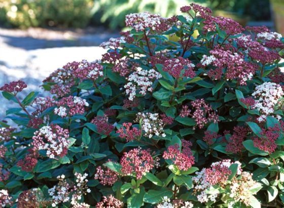 Лаврова Калина (Viburnum Tinus)