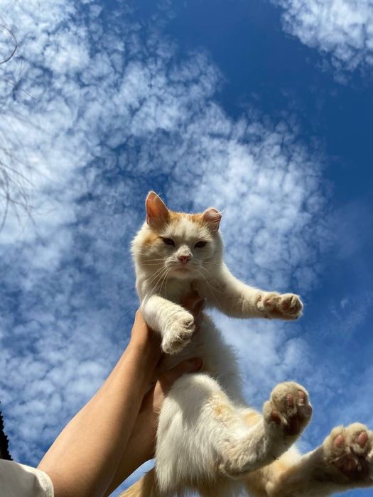 Рыжий чудо котик
